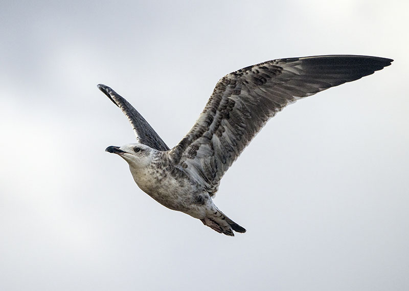 Gabbiano reale  Larus michahellis atlantis